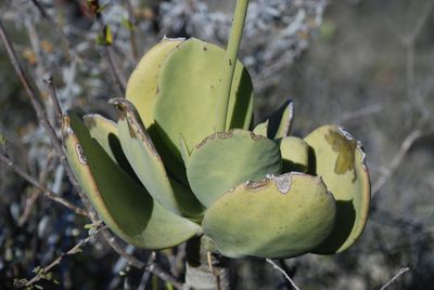 Kalanchoe grandidieri, photographed by Andrew Hankey