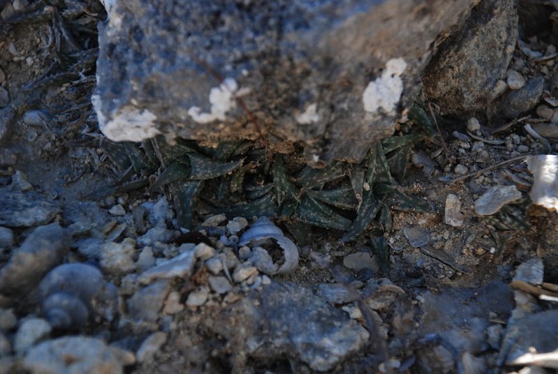 Aloe descoingsii, photographed by Andrew Hankey