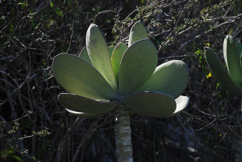 Kalanchoe grandidieri, photographed by Andrew Hankey