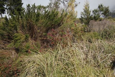 Cliffortia strobilifera, photographed by Tony Rebelo