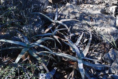 Aloe divaricata, photographed by Andrew Hankey