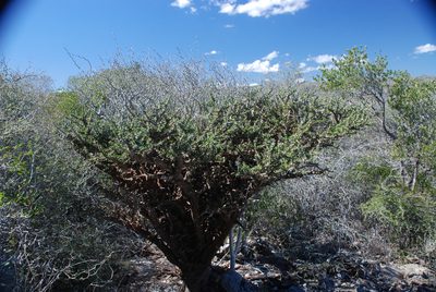 Alluaudia comosa, photographed by Andrew Hankey