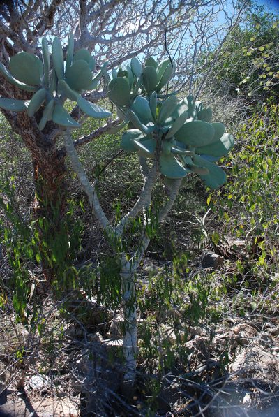 Kalanchoe grandidieri, photographed by Andrew Hankey