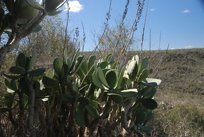 Kalanchoe grandidieri, photographed by Andrew Hankey