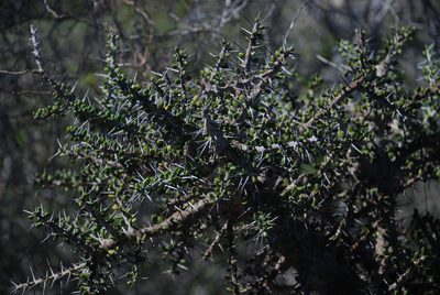 Alluaudia comosa, photographed by Andrew Hankey