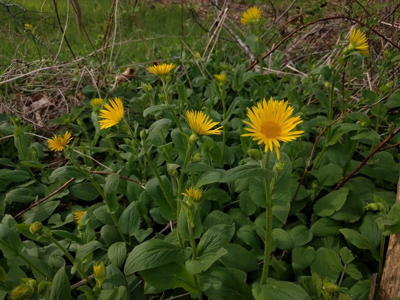 Doronicum plantagineum, photographed by Michel Langeveld
