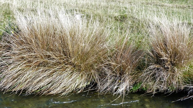 Schoenus pauciflorus, photographed by Colin Meurk