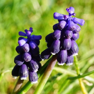 Muscari neglectum, photographed by Patrick Hacker