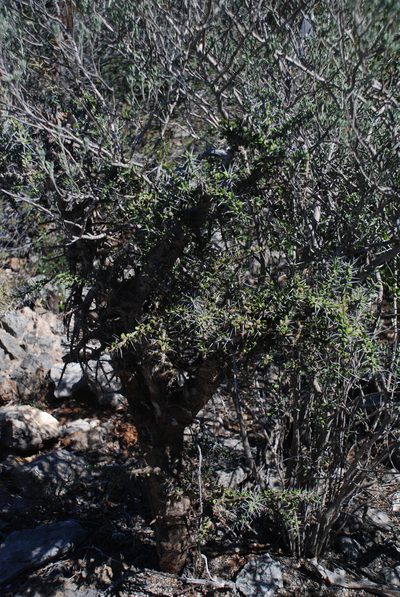 Alluaudia comosa, photographed by Andrew Hankey