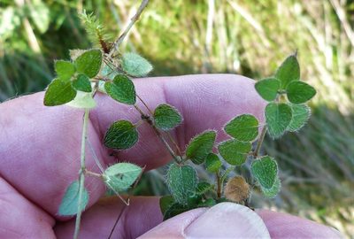 Leptostigma setulosum, photographed by Colin Meurk