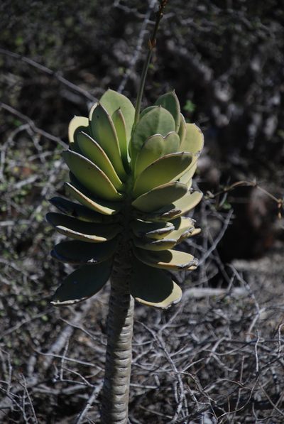 Kalanchoe grandidieri, photographed by Andrew Hankey