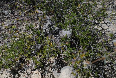 Operculicarya pachypus, photographed by Andrew Hankey