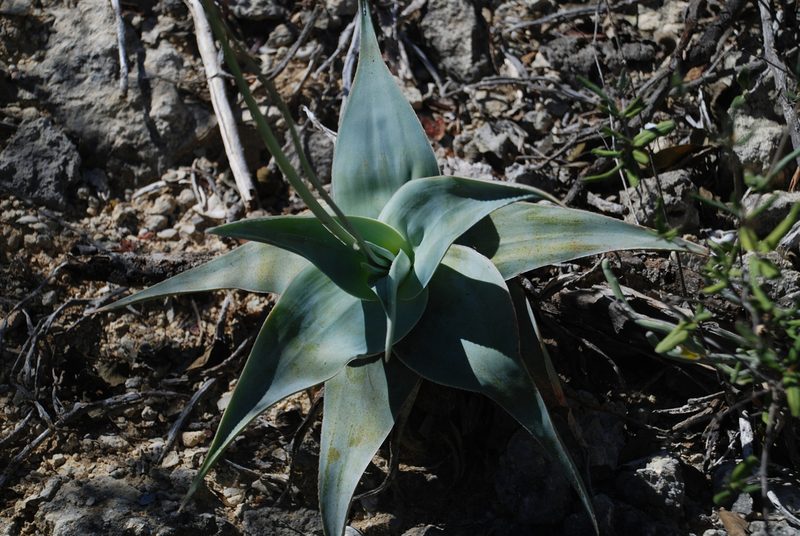 Aloe viguieri, photographed by Andrew Hankey