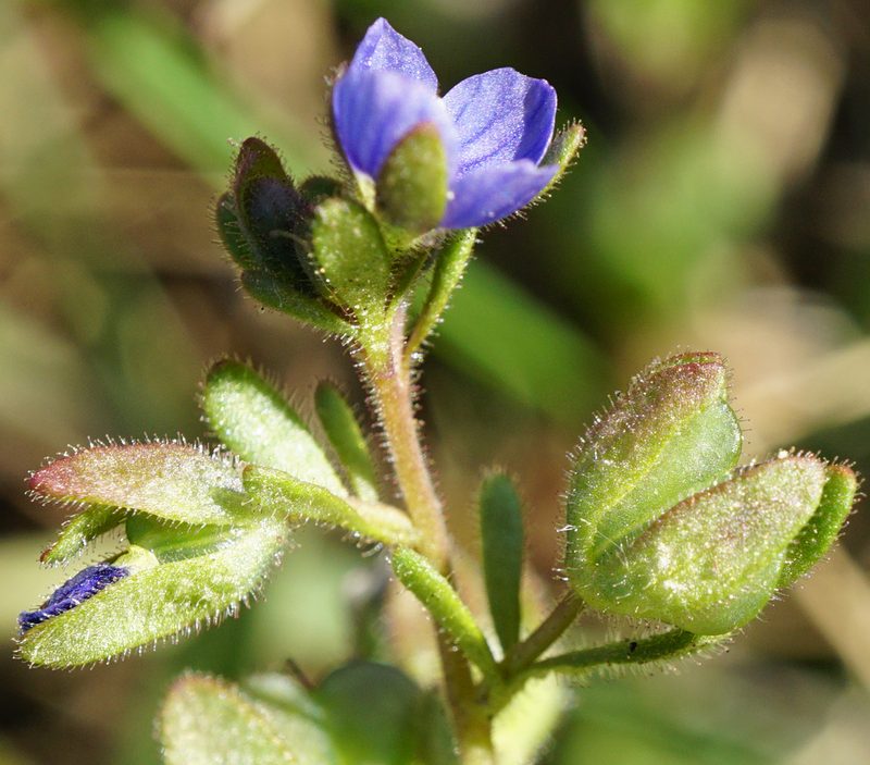 Veronica triphyllos, photographed by Patrick Hacker