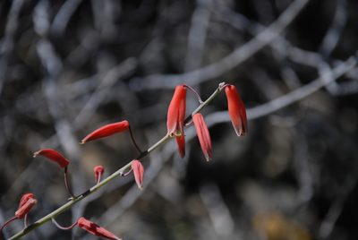 Aloe viguieri, photographed by Andrew Hankey