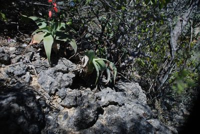 Aloe viguieri, photographed by Andrew Hankey