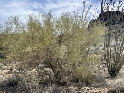 Parkinsonia microphylla, photographed by CK2AZ