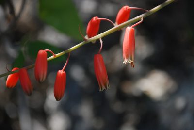 Aloe viguieri, photographed by Andrew Hankey