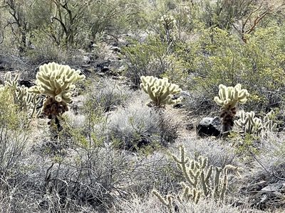 Cylindropuntia bigelovii, photographed by CK2AZ