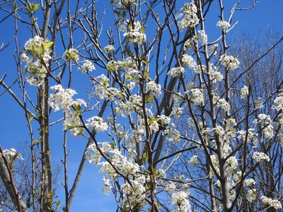 Pyrus calleryana, photographed by Yann Kemper