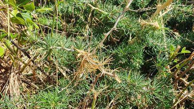 Asparagus albus, photographed by hecklemore