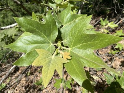 Platanus racemosa, photographed by Cricket Raspet
