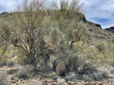 Parkinsonia microphylla, photographed by CK2AZ
