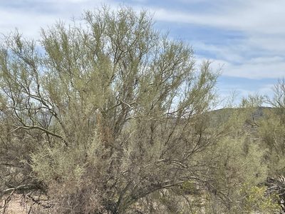 Parkinsonia microphylla, photographed by CK2AZ