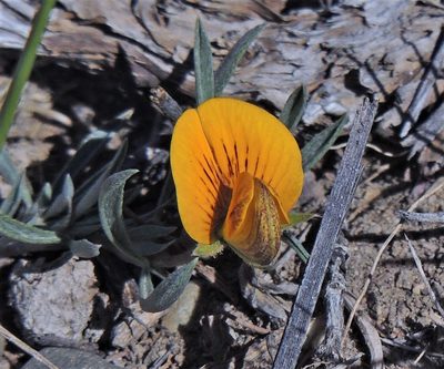 Adesmia lotoides, photographed by Hugo Hulsberg