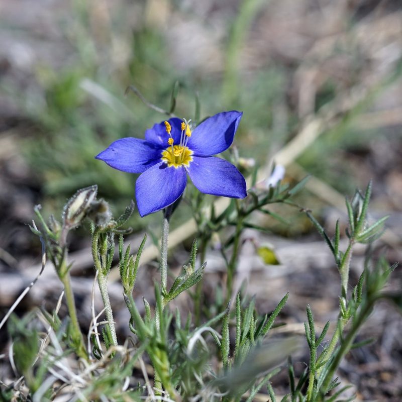 Giliastrum acerosum, photographed by Andrew Tree