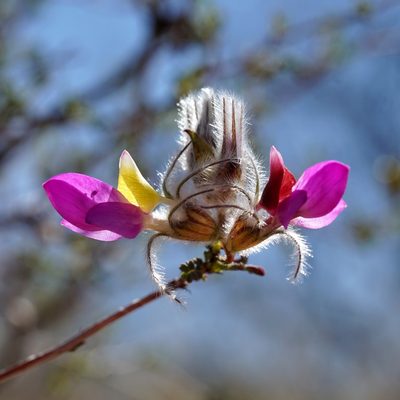 Dalea formosa, photographed by Andrew Tree