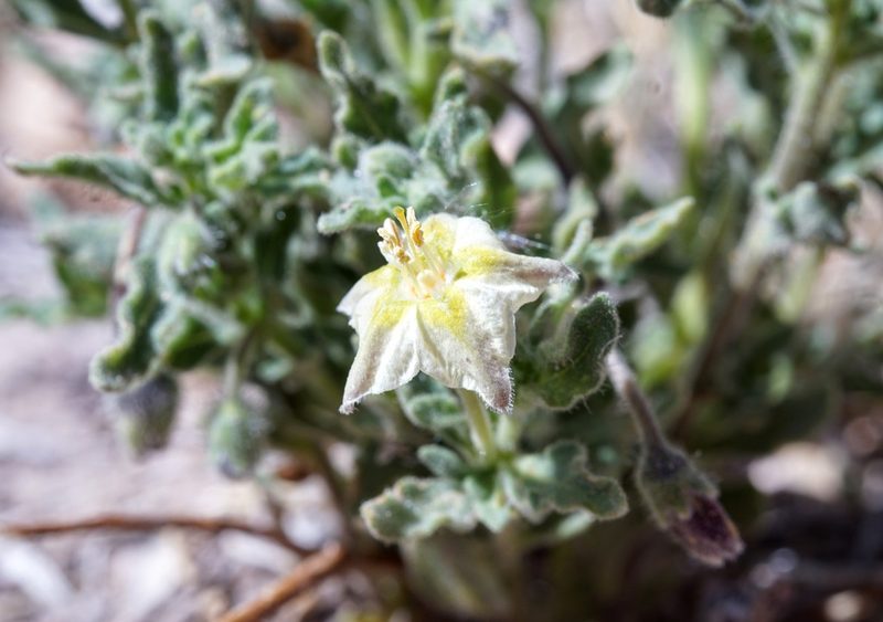 Chamaesaracha sordida, photographed by Andrew Tree