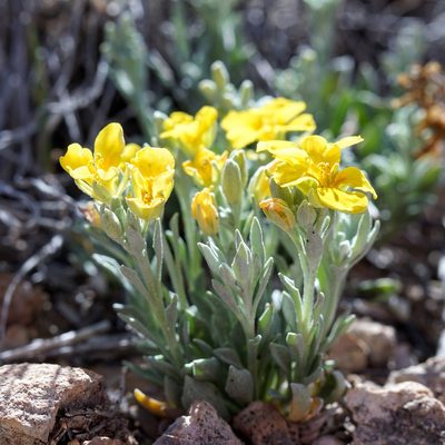 Physaria fendleri, photographed by Andrew Tree