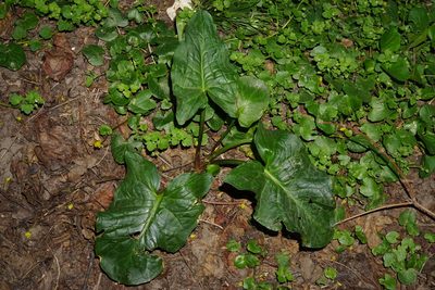 Arum cylindraceum, photographed by Patrick Hacker