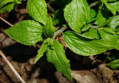 Parietaria officinalis, photographed by Patrick Hacker