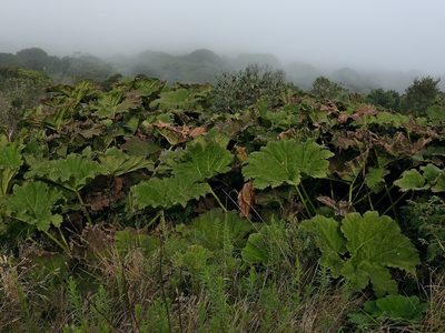 Gunnera manicata, photographed by Sidnei Dantas