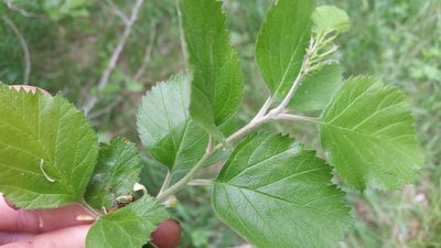 Crataegus texana, photographed by pintobeans