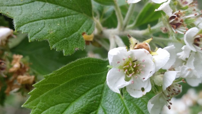 Crataegus texana, photographed by pintobeans