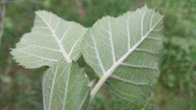 Crataegus texana, photographed by pintobeans