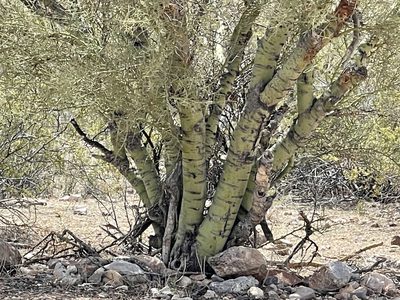 Parkinsonia microphylla, photographed by CK2AZ
