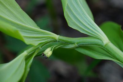 Polygonatum latifolium, photographed by Patrick Hacker