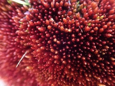 Imbribryum miniatum, photographed by Ellyne Geurts