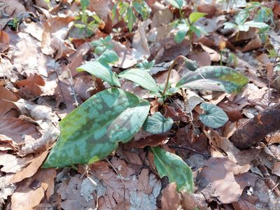 Erythronium dens-canis, photographed by J V