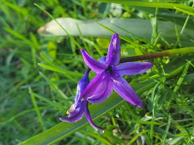 Hyacinthus orientalis, photographed by jamie bee