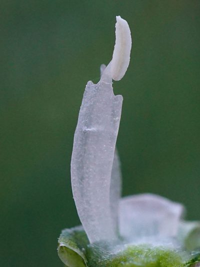 Honorius boucheanus, photographed by Patrick Hacker