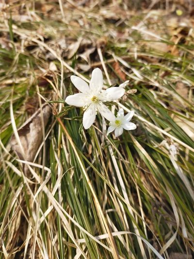 Anemonoides amurensis, photographed by Viola Alekseeva