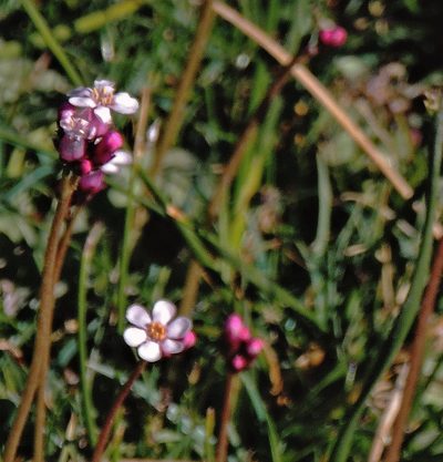 Samolus spathulatus, photographed by Hugo Hulsberg
