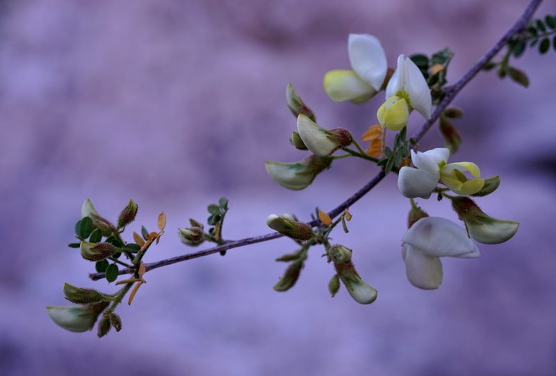 Coursetia glandulosa, photographed by Andrew Tree