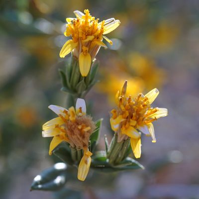 Trixis californica