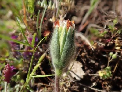 Achyrachaena mollis, photographed by joergmlpts